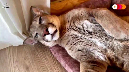 Aleksandr Dmitriev is nuzzled awake in morning by his pet cat ‘Messi’- a male puma https://reut.rs/2RNZda5 | Reuters UK