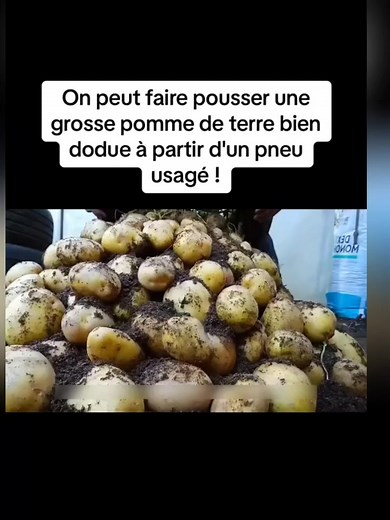 1.6M views · 10K reactions | Une methode tres simple pour cultiver des pommes de terre à la maison | Digi-X | Facebook
