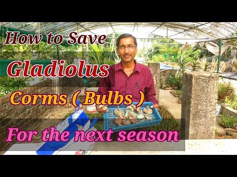 How To Save Gladiolus Corms ( Bulbs) for The Next Season.