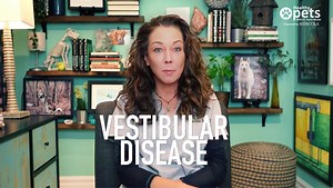 6.3K views · 185 reactions | Vestibular disease is a disorder that affects your dog's balance. Learn more about its causes, symptoms and how it’s managed: https://bit.ly/31PROsS | Dr. Karen Becker | Facebook
