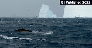 A Whale Feeding Frenzy in Antarctica Signals a Conservation Success