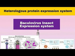 Baculovirus Insect Expression System in Hindi