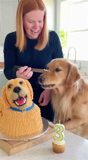 Golden Retriever Thinks His Birthday Cake Is Real Dog! Funny Animal Reaction Viral