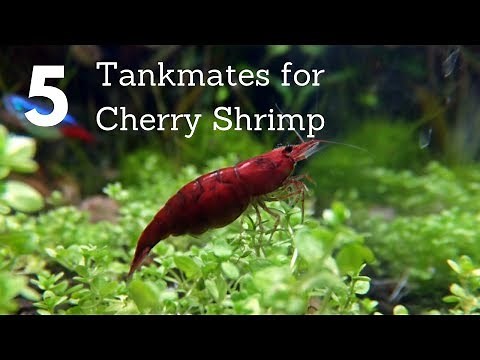 5 Tankmates for Cherry Shrimp (Neocaridina)