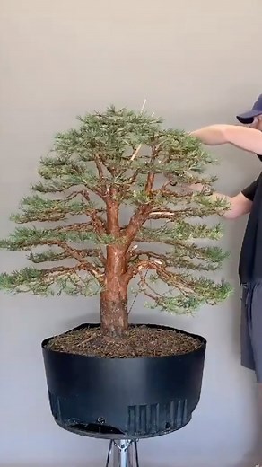 152K views · 26K reactions | Scots pine gets styled as a bonsai Work by bonsai artist @bonsaimovement Join @BonsaiSociety #PineBonsai #BonsaiWork #BonsaiStyle #BonsaiSociety | Bonsai Society | Facebook