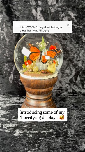 I totally understand that insect preservation isn’t for everyone, & many don’t quite know the ins & outs of my work & make (some) false assumptions, ANY insect I preserve was not raised with the intent of being preserved, nor did they come from farms where they’re bred/euthanised for art, they’re all raised by people around the world, like me, that adore them & give them the best lives possible. once they pass away (NATURALLY of course!) instead of burying them, they’re sent to me so they can be