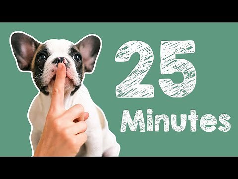 25 Minute Timer - Barking Dog Alarm
