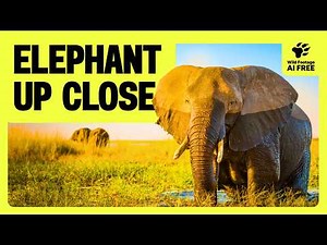 30 Minutes of Elephant Behavior You’ve Never Seen | Wildlife Compilation
