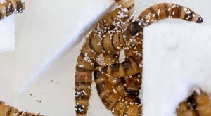 Superworms capable of chomping styrofoam hold key to higher plastic recycling rates: Study