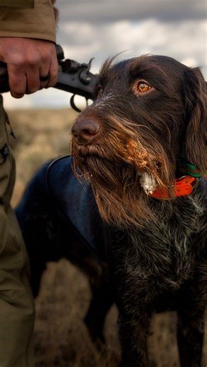 John Stewart Wright on Instagram: "Drahthaar style. . . . @justin__trout_ #birddog #gundog #birdhunting . . ."
