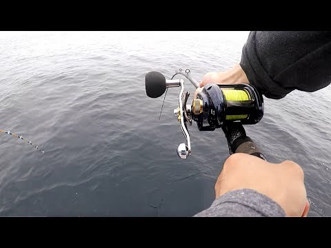 YellowTail fishing with Daiwa Lexa reel