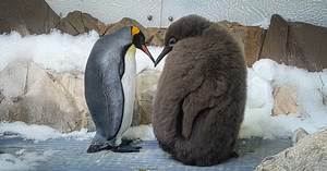 Massive 50-lb king penguin chick Pesto becomes a surprise global star