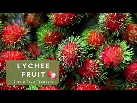 Lychee: An Exotic Fruit Treasure with Rich Origins
