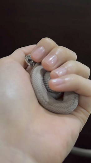 149K views · 820 reactions | Sneaky noddle  Credit: @graymatter_reptile #cutepets #cutesnake #reptilelover #snakes #snakephotography #snakelife #snake #snakelover | Perfect World | Facebook