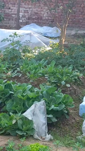 Authentic Cooking from Punjabi Villages in Islamabad