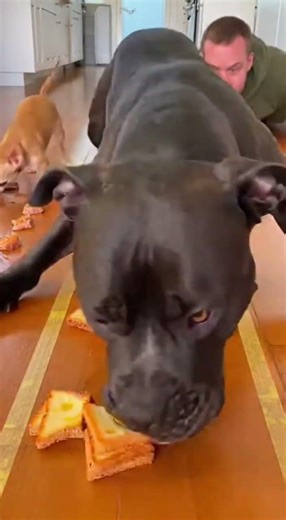 Another Clean Win 🧼🏆 #dog #funny #eatingchallenge #chihuahua #pets