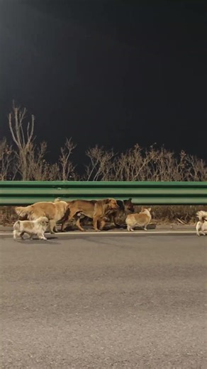 Seven Dogs Stolen and Found After Highway Ordeal