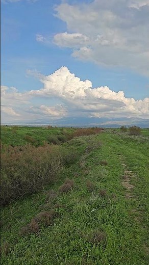 Look at the Beauty of This Field! 🌾🌿 | Amazing 4K Nature Shorts