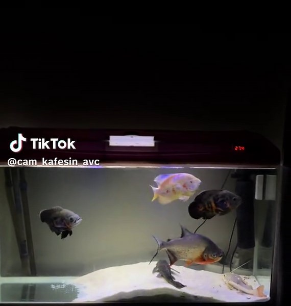 Pirana Avcılığı: Akvayum'da Keşfet