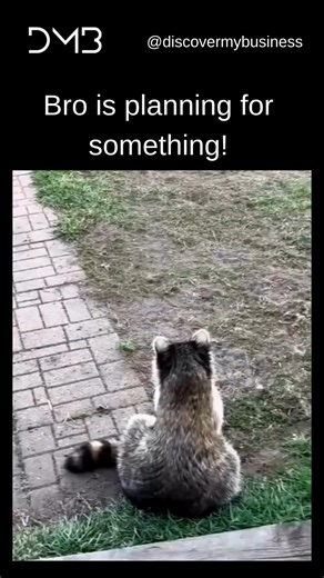 You can see the evil mastermind gears turning 😏🦝 Bro’s plotting something, and it’s definitely not good for humanity. That’s not a raccoon anymore — that’s a villain in the making. 😂 #AnimalMemes #RaccoonMeme #FunnyAnimals #EvilPlans #RelatableMemes #ComedyReels #ViralHumor #PetVideos #FunnyReel #LOL #AnimalHumor #ViralMeme | Discovermybusiness, LLC