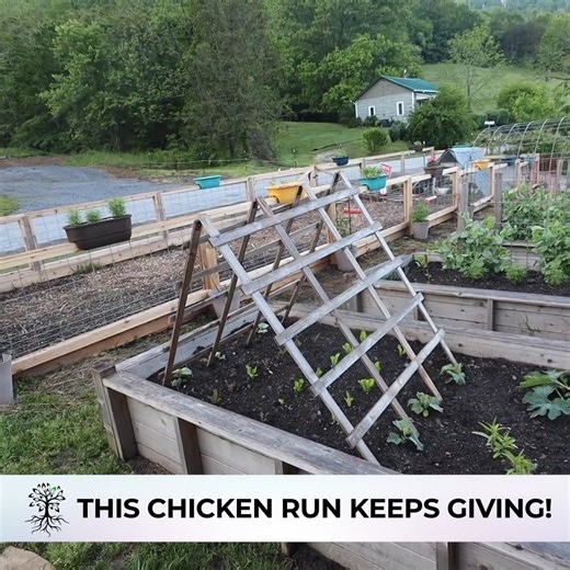 Finally, A Chicken Run that Doesn’t Stink, Gives Compost Looks Great | Abundant Permaculture