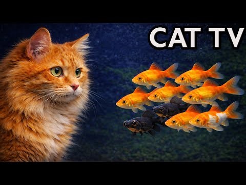 LIVE Cat TV Aquarium 🌙 Night Fish Tank for Cats to Watch – Sleep Screen (4K, No Music)