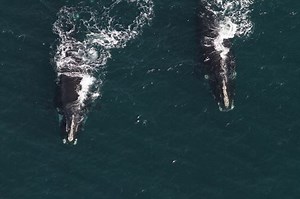 Nearly 80 endangered North Atlantic right whales spotted off coast of Cape Cod - The Boston Globe