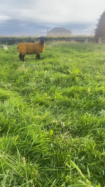 One of are home bread ewe lambs looking as good as ever#suffolksheepsociety #fyp #pedigree #farming #sheep #keenogesuffolk