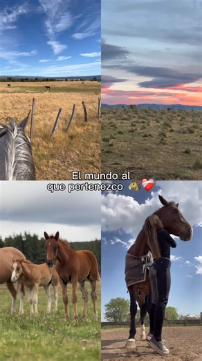 Èquites Ecuestre on Instagram: "Todos queremos pertenecer a este mundo ❤️‍🩹🐎🐴"