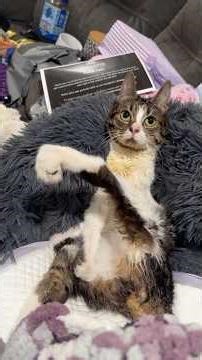 Funnest and Most Dramatic Cats in the World 😹 | You Won’t Believe These Reactions!