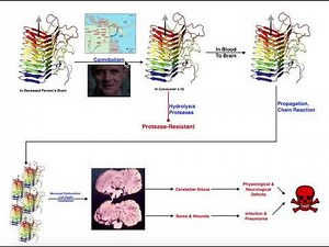 Prions | Mechanism of Kuru & Relation to Creutzfeldt-Jakob Disease