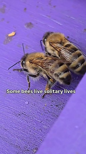 🐝 🐝 Honeybees can not survive alone. They live in large colonies comprised of 50,000 or more workers (females) and one queen bee. Male bees are also part of the colony during spring and summer. #honeybee #bee #insect #social #honey #beehive #beesofinstagram #homeiswheremyhiveis | Home is where my Hive is