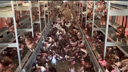 CDC monitoring cases of bird flu across the U.S.