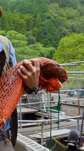 BIGGEST Salamander in Japan! #bravewilderness #wildlife #nature #salamander #japan | Brave Wilderness