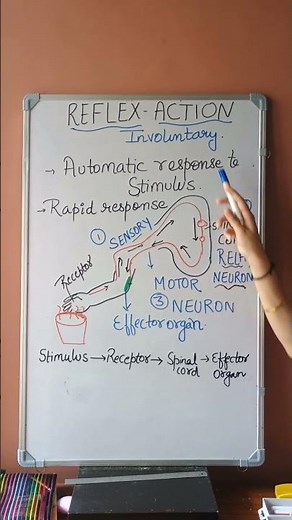 Reflex Action and Reflex Arc #reflexaction #reflexarc #class10th #biology