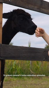 ¿Sabías que la alpaca peruana es un símbolo de sostenibilidad y tradición? 🌎✨ Además de ser adorables, su fibra tiene una suavidad única y es una de las más valoradas en el mundo de la moda. Si quieres descubrir por qué este animal se ha ganado el corazón de todos, ¡ven a Perú!🦙❤ #PerúWow #VisitPeru #PeruTravel | Visit Peru