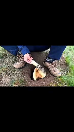 6.8K views · 18 reactions | This little marmot popping out of its burrow for a quick snack—too cute and funny!說 #MarmotLife #WildlifeMoments #FunnyAnimals #NatureLovers #CuteCreatures | MD.Ismail's Viral Comedy | Facebook