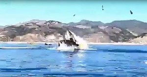 Whale capsizes kayak, forces 2 people underwater in Avila Beach