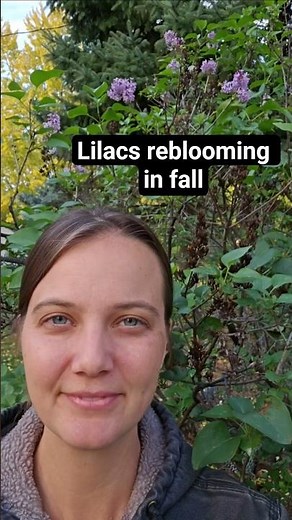 Lilacs reblooming in fall #extension #lilacs #flowers #plants #gardening