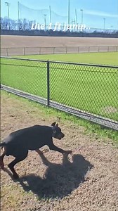 Doberman strength agility #Doberman #dogtraining #dog