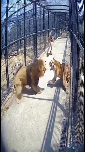 Lion vs Tiger Corridor Fight — Real CCTV Footage #cctv #securitycamera #lion #tiger #animalfight #zoo #usatoday #viralvideo #caughtoncamera #wildlifeattack #breakingnews #reallife #usazoo #fightvideo | DreamPulse
