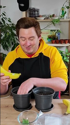 Geheimer Trick? Bananenbaum aus Banane ziehen?