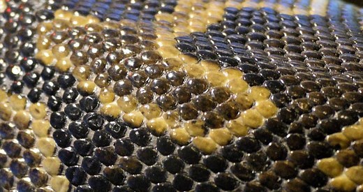 Snake Scale Rot: Best Identification & Treatment Methods | Beyond The Treat