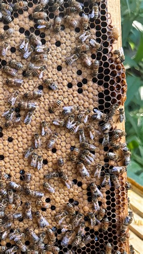 Wild Blossom Apiaries LLC on Instagram: "Once I took a closer look at the pile of dead bees I noticed they were all drones! A drone is a haploid, meaning they carry one set of chromosomes and are the result of an unfertilized egg. These male bees, unlike the female worker bees, contribute virtually nothing to the tasks in the hive. They take a lot of resources to raise and a lot of resources to maintain. In other words, they eat a lot of honey and burn through stores. So what is their purpose th