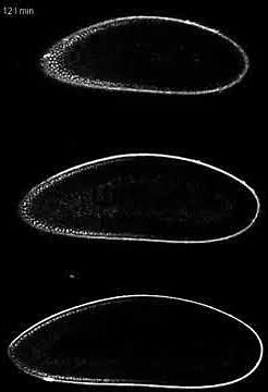 Bicoid gradient formation in Drosophila embryos