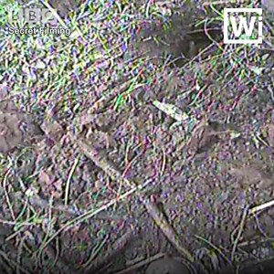 WARNING: This video contains graphic images A horrifying secret network of badger baiters has been exposed by an undercover BBC Wales investigation 🔴 Wales Investigates, BBC One Wales, Tuesday at 22:35 BST 🔴 iPlayer: bbc.in/2IAiuGu | BBC Wales News