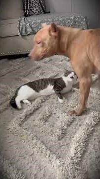 Cats vs Dogs Which Makes BETTER Pets?