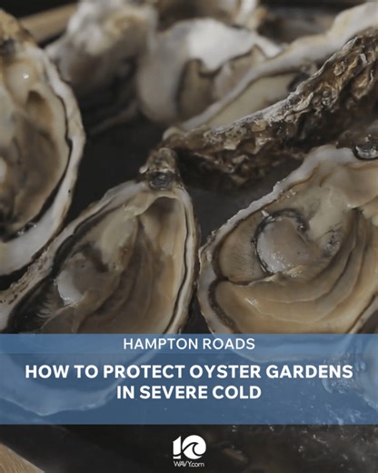 How to protect oyster gardens in severe cold