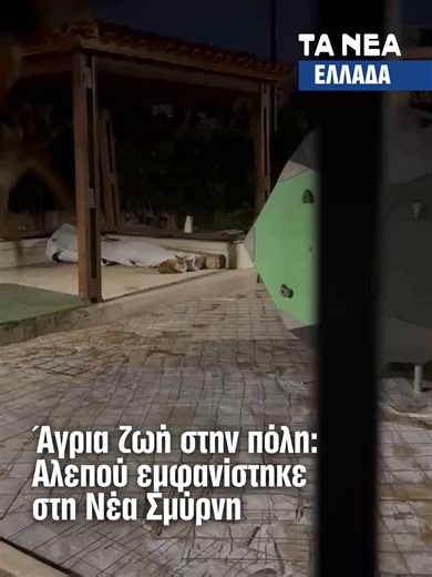 Αλεπού έκανε την εμφάνισή της στη Νέα Σμύρνη, μέσα στον αστικό ιστό, με τις εικόνες να κάνουν τον γύρο του διαδικτύου. Ο Δήμος καλεί τους πολίτες να τηρούν βασικούς κανόνες συνύπαρξης, τονίζοντας ότι το φαινόμενο δεν αποτελεί απειλή όταν υπάρχει σωστή συμπεριφορά. Αποφεύγουμε το τάισμα, κρατάμε τα κατοικίδια με λουρί και παρατηρούμε το ζώο από απόσταση. #αλεπου #νεασμυρνη #wildlife #neasmyrni #news #fox #tanea #news