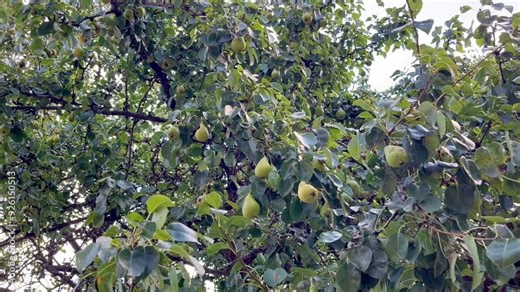 yellow pears growing on a pear tree branch